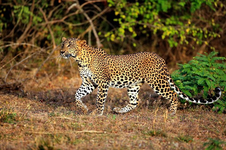 Half Day Safari at Yala National Park with Lunch from Ella / Bandarawela - Photo 1 of 9